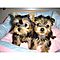 Akc-reg-t-cup-yorkie-puppies-available-now-for-free